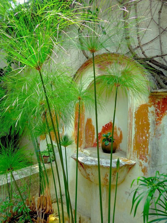 Cissus Hotel Boutique (Adults Only) Antigua Ngoại thất bức ảnh